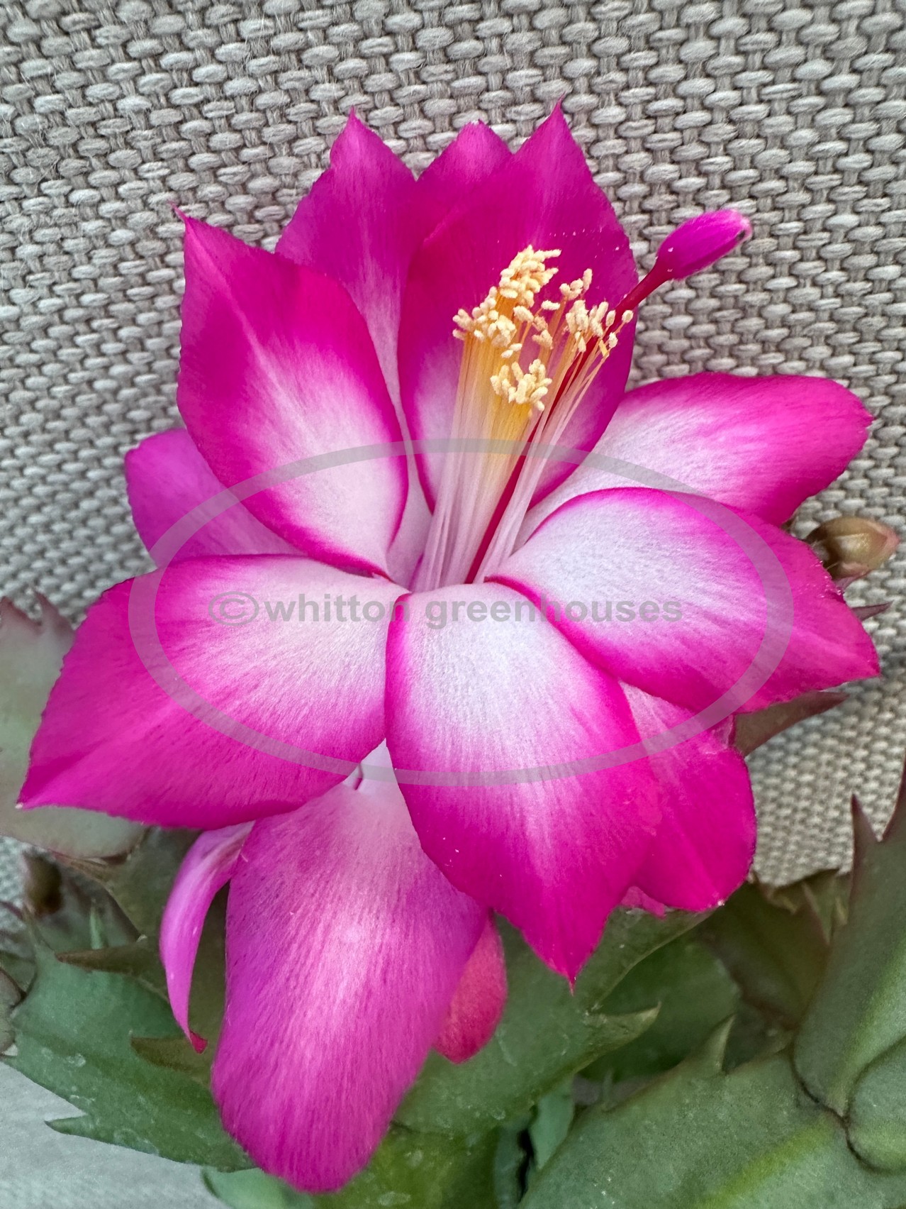 (image for) Magenta Pink